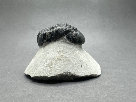 Nearly 400 Million Year Old Devonian Age Trilobite Fossil