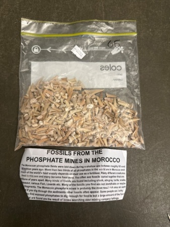 Hundreds of Fossils from the Phosphate Mines in Morocco