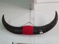 Extra Large Buffalo Horns