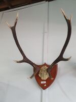 Large Mounted Deer Horns
