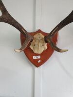 Large Mounted Deer Horns - 2