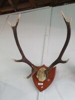 Large Mounted Deer Horns - 3