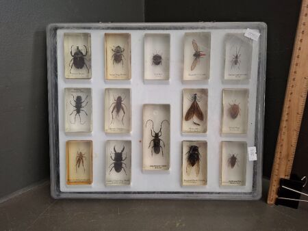 Container of Bugs in Moulded Perspex