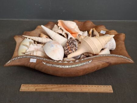 Large Shell Collection in Vintage Carved Wooden Shell Bowl
