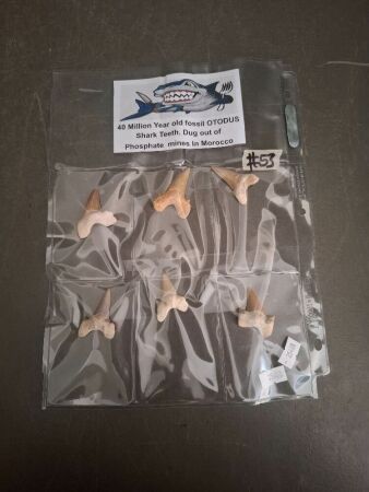 6x Large 40 Million Year Old Fossil Shark Teeth from Morocco
