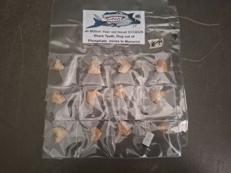Dozen 70 Million Year Old Fossil Crow Shark Teeth from Morocco Made into Pendants