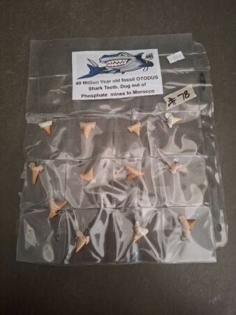 Dozen of 40 Million Year Old Fossil Shark Teeth from Morocco made into pendants