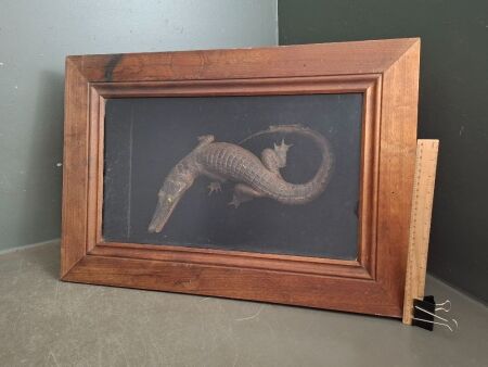 Crocodile in Wooden Case