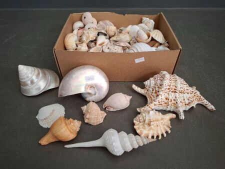 Large Selection of Shells