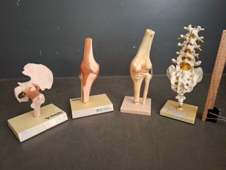 4 Anatomical Medical Models