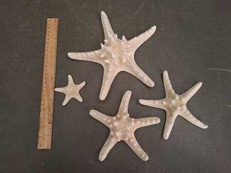 4 Starfish Shells from the Philippines