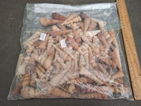 Half a Kilo of Turitella Telebra Sea Shells
