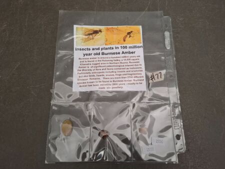 Three 100 Million Year Old Burmese Amber Specimens with Plant and Animal Inclusions