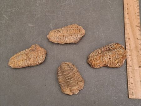 Four 450 Million Year Old Ordovician Age Trilobite Fossils from Morocco
