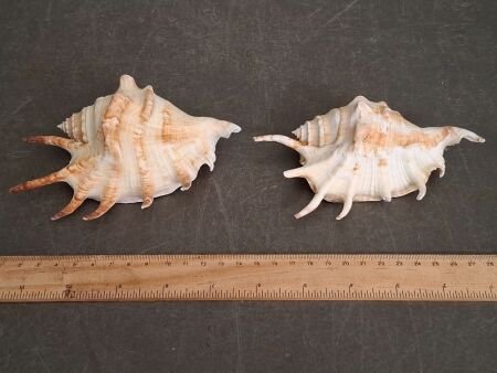 2 Conch Shells