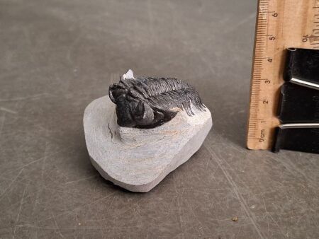 Nearly 400 Million Year Old Devonian Age Trilobite Fossil - From Morocco