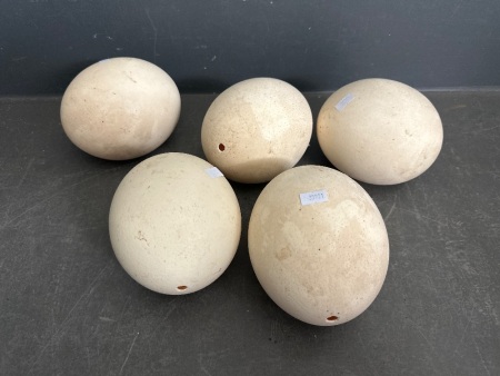 5 Ostrich Egg Shells