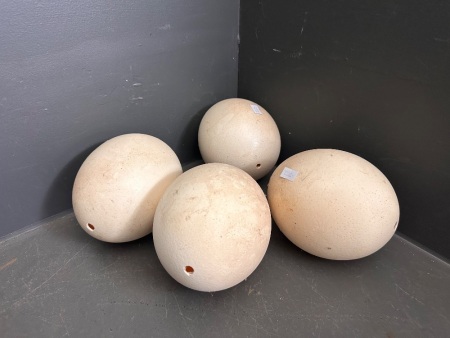 4 Ostrich Egg Shells
