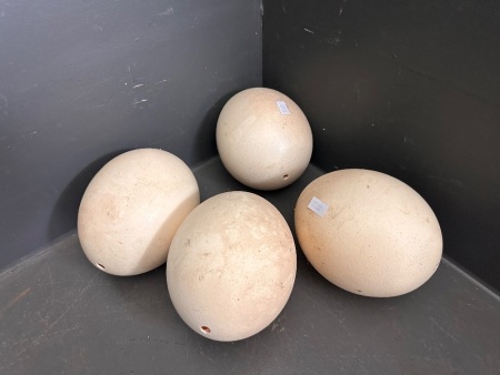 4 Ostrich Egg Shells