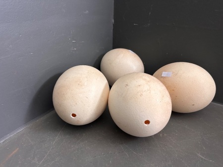 4 Ostrich Egg Shells