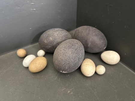 3 Emu Eggs & Small Egg Shells