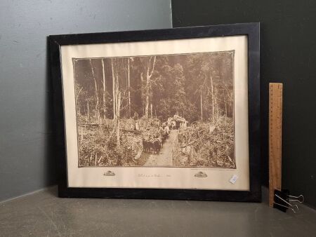 Bullock Teams at Brooloo 1924 - From the Original Collect Queensland Department of Forestry Brisbane