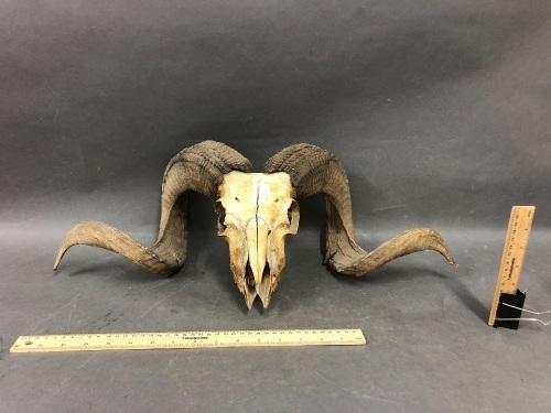 Vintage Rams Skull with Full Horns