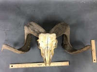 Vintage Rams Skull with Full Horns - 2