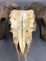 Vintage Rams Skull with Full Horns - 3