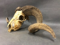 Vintage Rams Skull with Full Horns - 4