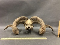 Vintage Rams Skull with Full Horns - 5