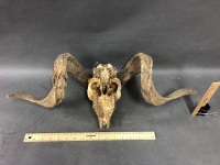 Vintage Rams Skull with Full Horns - 6