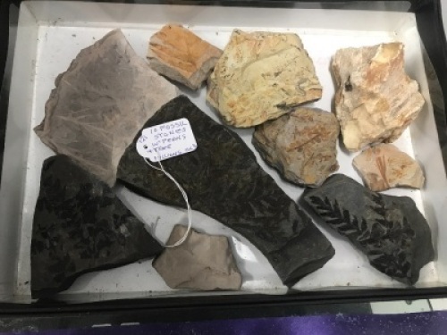 Collection of 10 Fossils of Ferns etc.