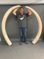 Pair of Lifesize Faux African Bull Elephant Tusks