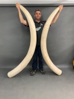 Pair of Lifesize Faux African Bull Elephant Tusks - 2