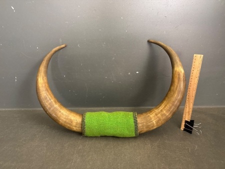 Vintage Mounted Horns