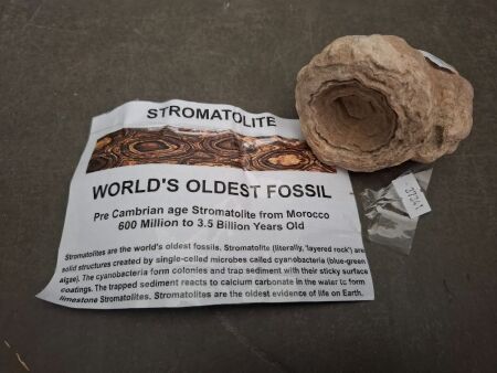 600 Million Year to 3 Billion Year Old Stromatolite - the worlds oldest fossil