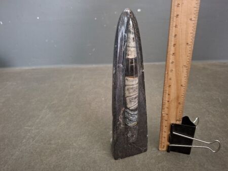 400 Million Year Old Orthoceras Fossil - From Morocco