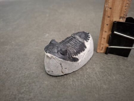 400 Million Year Old Devonian Age Trilobite Fossil - From Morocco