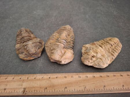 3 x 450 Million Year Old Ordovician Age Trilobite Fossils - From Morocco