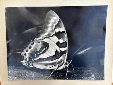 Martin Jorgensen - Tailed Emperor Butterfly Photograph