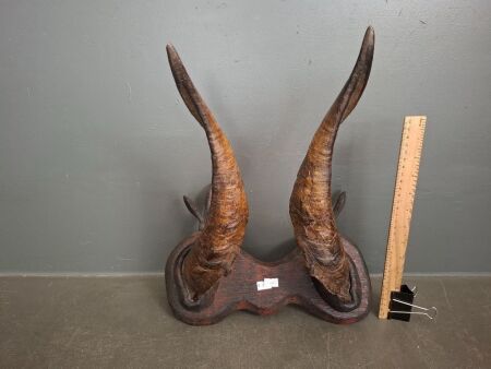 Pair Vintage Mount Horns