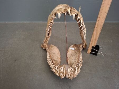 Shark Jaw Skeleton