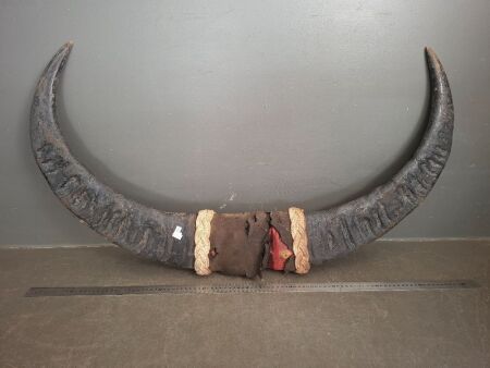 Vintage Mounted Buffalo Horns