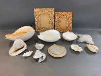 Large Box of Shells & Shell Frames