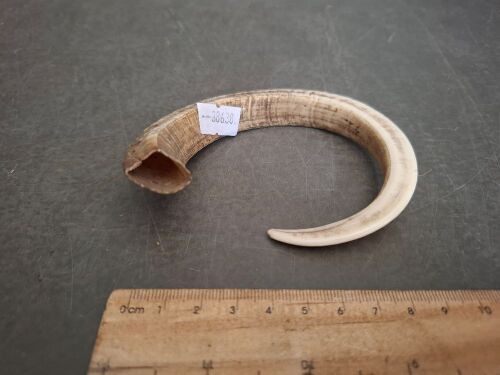 Boars Tusk Curved