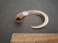Boars Tusk Curved