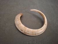 Boars Tusk Curved - 3