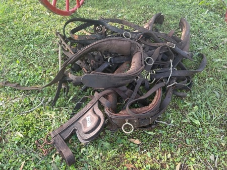 Assorted harness leathers