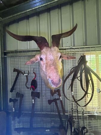 Bill the Goat - Taxidermy